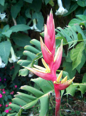 (image for) Heliconia Seeds \'Spissa\' (5 Seeds)